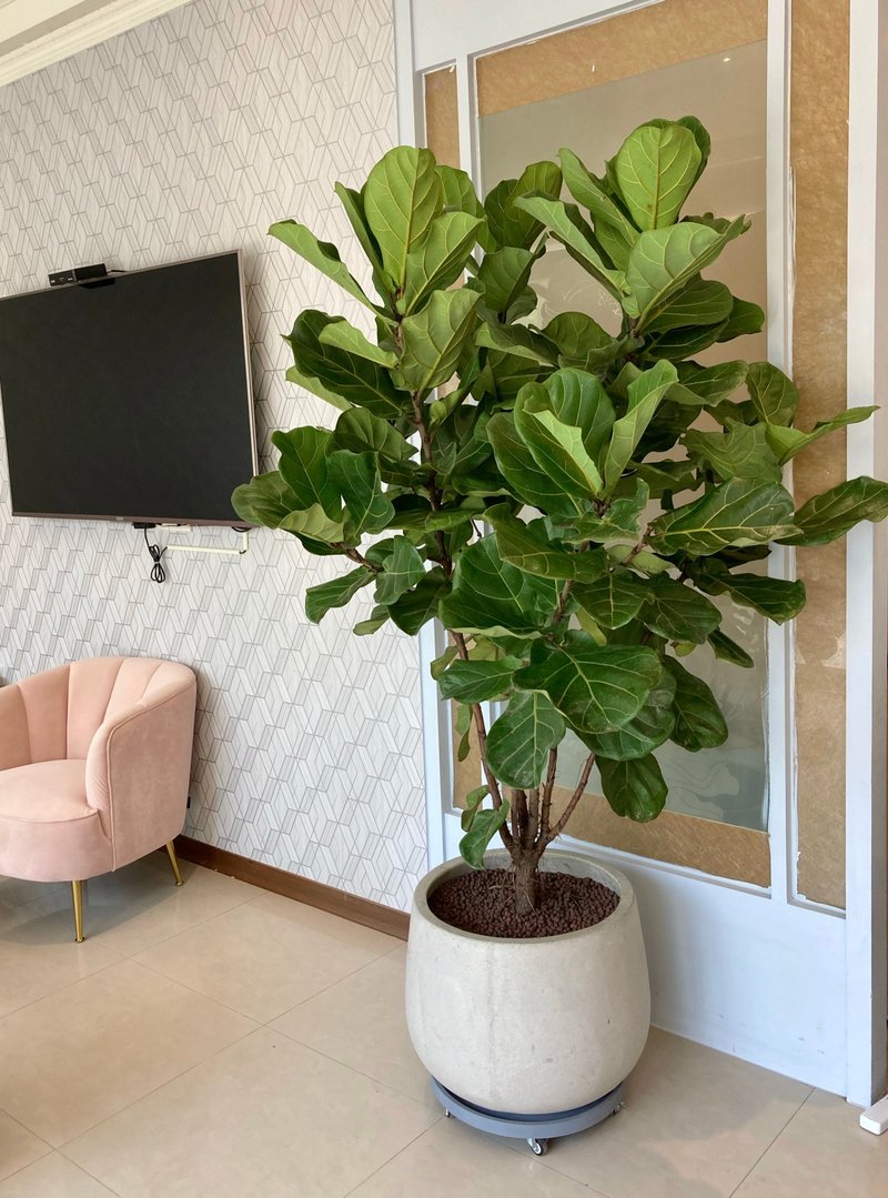 【中高光植栽】 閒琴逸致 • 琴葉榕  | 棒棒糖 | 水磨石甕盆 - 盆栽/植栽 - 植物．花 