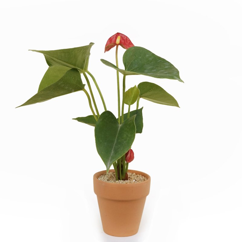 |Indoor Plants, Foliage Plants | Flamingo - Plants - Plants & Flowers 