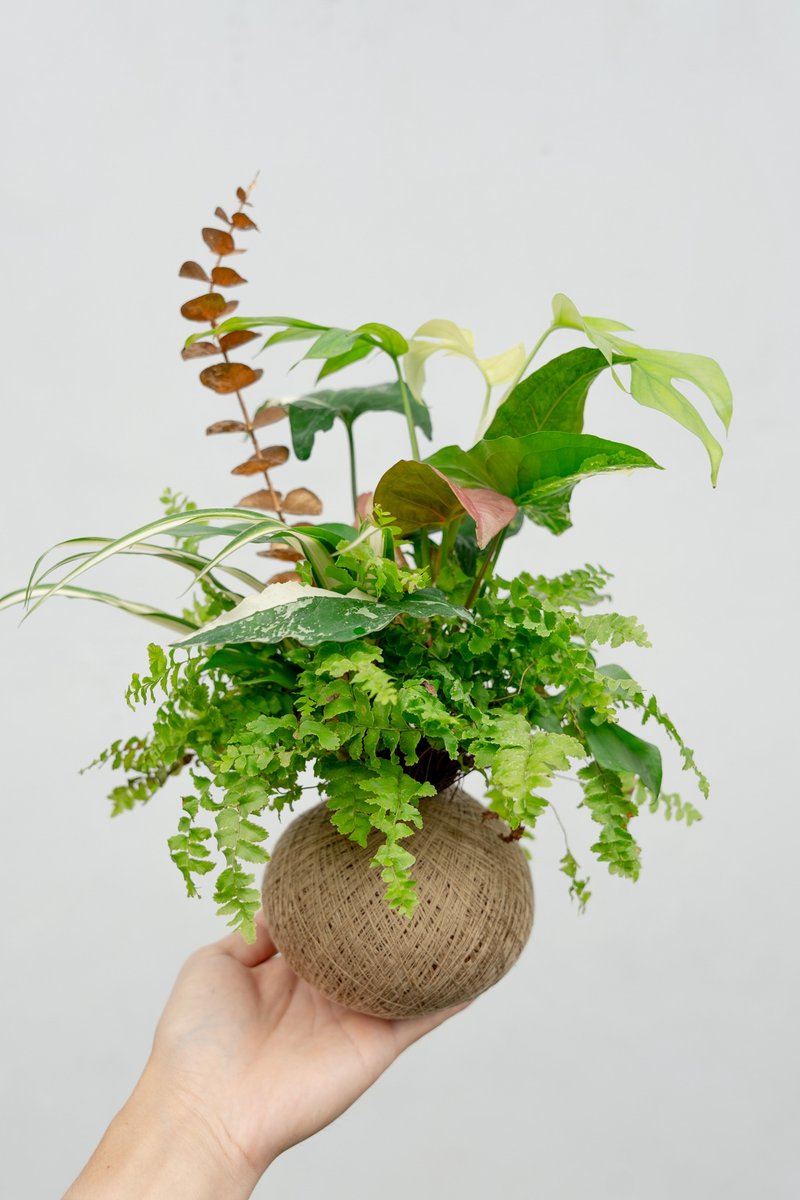 植物球 Pro Max - 盆栽/植栽 - 其他材質 
