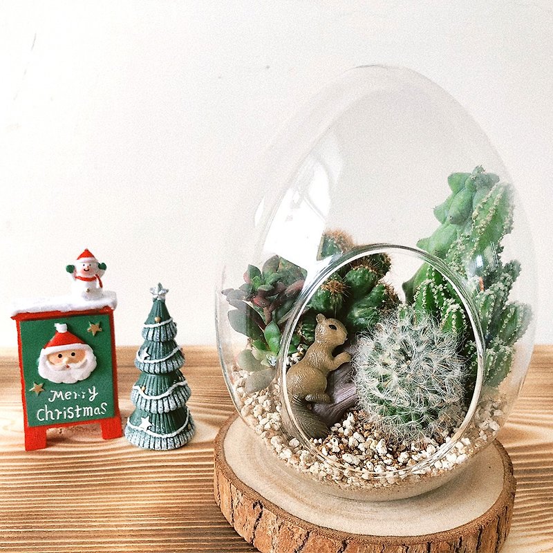 [竒花物] Egg-shaped glass cactus succulent potted Christmas gift exchange gift customized gift - Plants - Plants & Flowers 