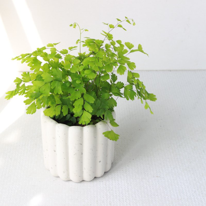 Planting potted l Adiantum finger biscuit Cement pot romantic leaves manual astigmatism - ตกแต่งต้นไม้ - ปูน 