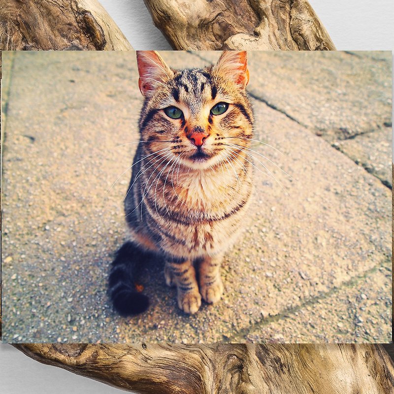 動物星球名信片/相片卡 - 土耳其貓貓 Wild Cat in Turkey Postcard 2 - 心意卡/卡片 - 紙 金色