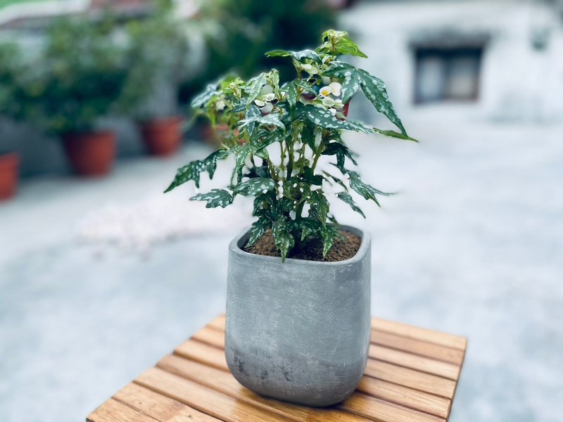 南非開普墩秋海棠 l  中品觀葉盆栽  室內植栽 禮物 開幕盆栽 - 盆栽/植栽 - 植物．花 