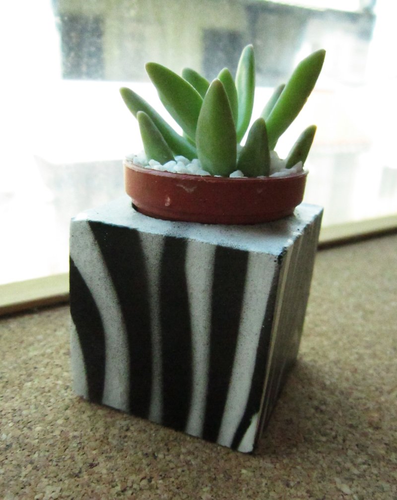 Zebra ~! Magnet potted succulents - ตกแต่งต้นไม้ - ปูน ขาว