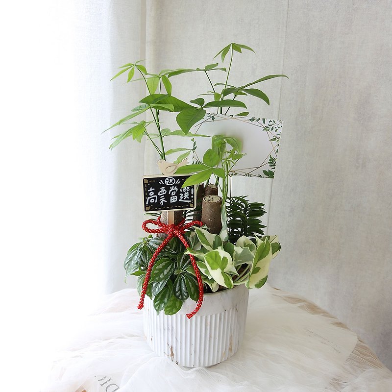 PD162 Money Tree Set Pot/Indoor Planting/Opening Planting/Congratulation Planting/Office Greening - ตกแต่งต้นไม้ - พืช/ดอกไม้ สีเขียว