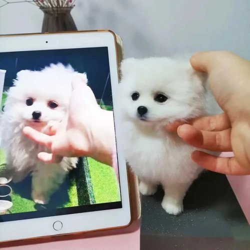 LifeXtyle 樂活式 客作化逼真犬羊毛氈寵物娃娃定製手工複刻狗狗貓咪毛小孩公仔