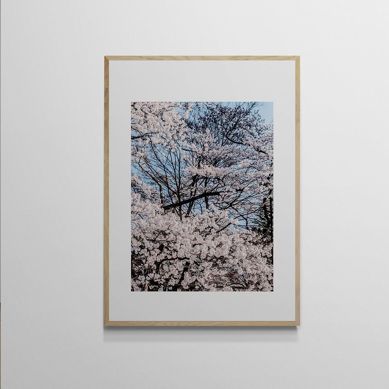 [Art Hanging Painting] Wu Jincan Leo Wu | 024 sakura Sakura - Posters - Paper 