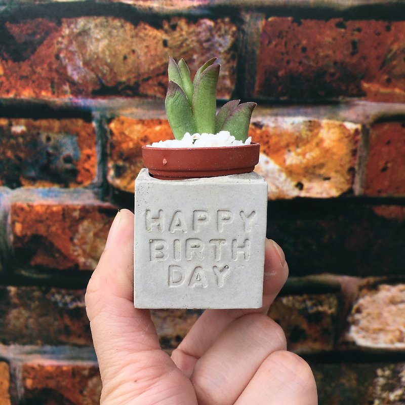 Happy birthday Happy birthday. Succulent Magnet Potted Plants - Plants - Cement Gray