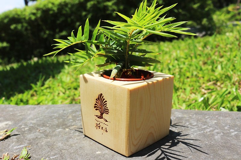 檜木居🌳 加拿大檜木 原木小植栽 可放多肉植物 仙人掌 辦公室綠色風景 - 植栽/盆栽 - 木頭 咖啡色