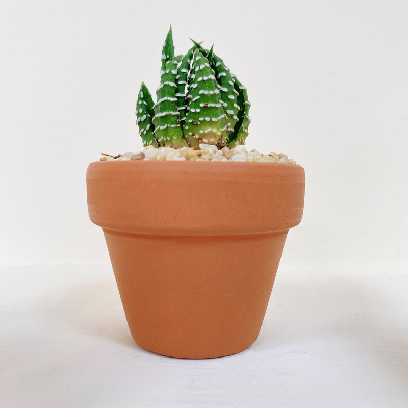 │小陶盆植栽│ 十二支卷 - 盆栽/植栽 - 植物．花 綠色