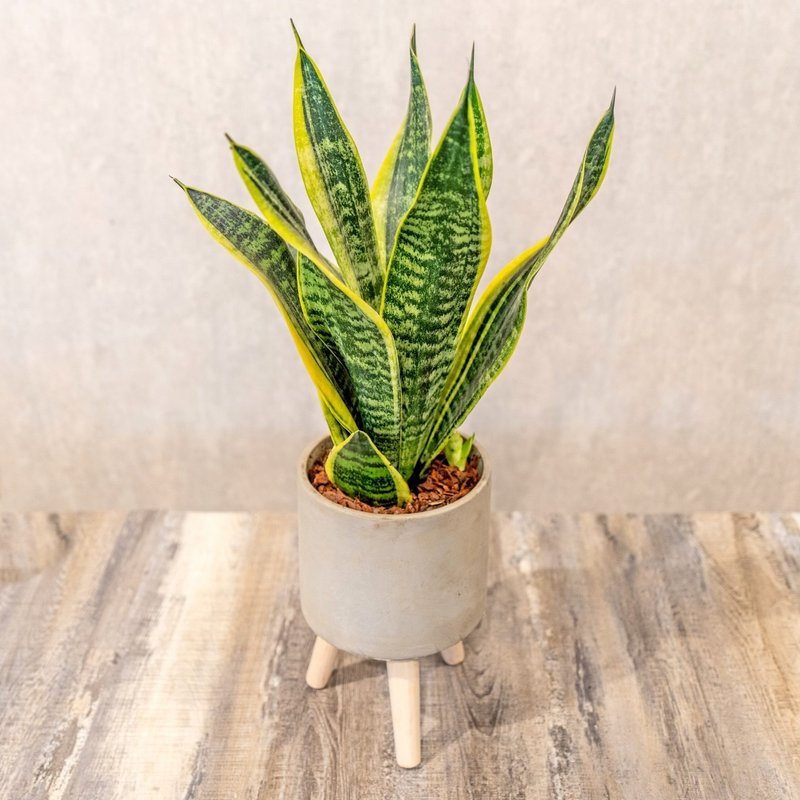 Sansevieria orchid - small tall Cement potted plant with wooden legs - ตกแต่งต้นไม้ - พืช/ดอกไม้ 