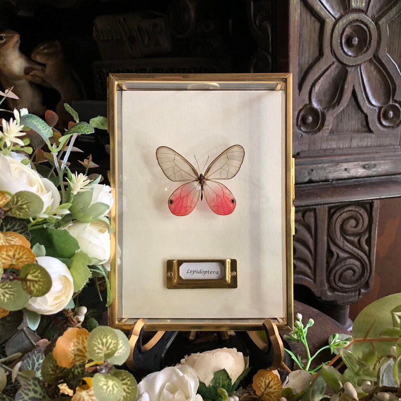 Venus' Cheeks | Rose Translucent Butterfly_Butterfly Specimens - Items for Display - Glass Multicolor