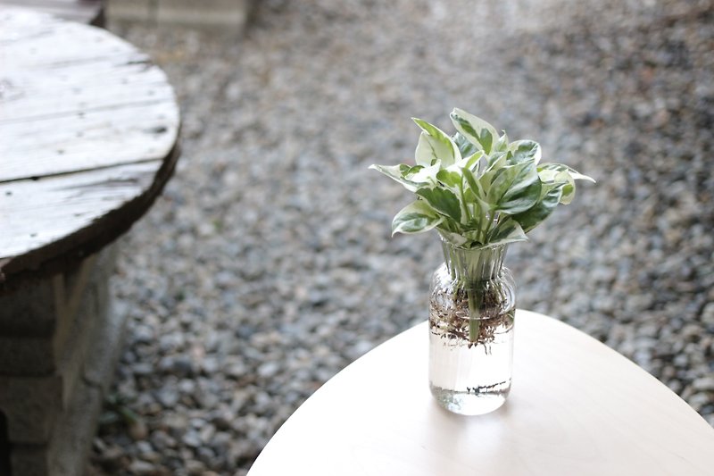 Hydroponics │ Platinum Ge _ Indoor plants office potted shop decoration - Plants - Glass 