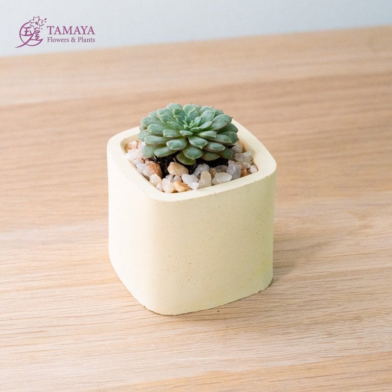 Mini succulent potted plant | yellow Cement pot - ตกแต่งต้นไม้ - พืช/ดอกไม้ สีเขียว