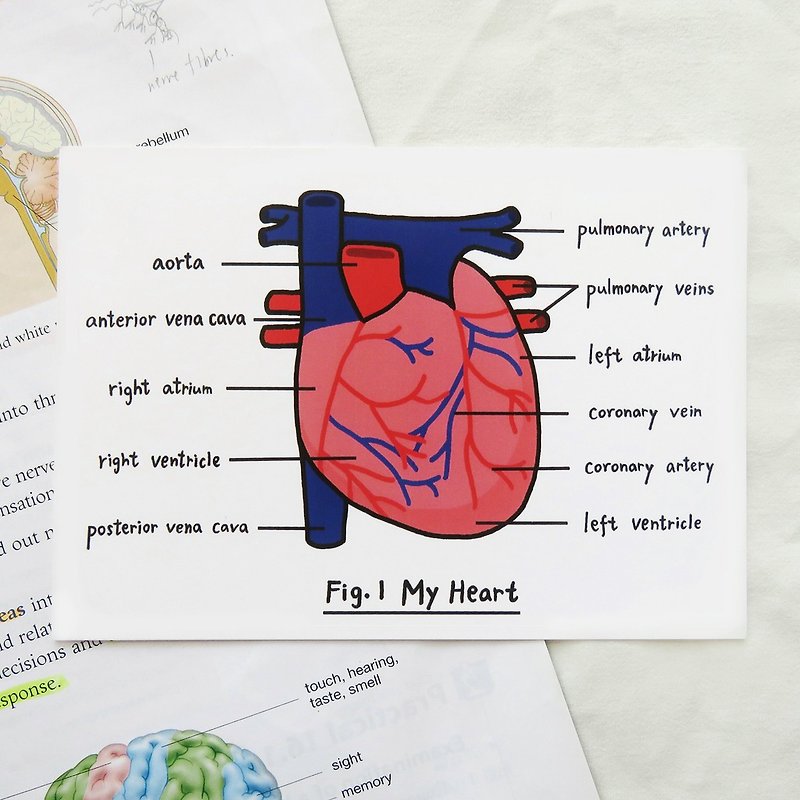 ハートストーリー/生物学ハートポストカード臓器解剖図 - カード・はがき - 紙 多色