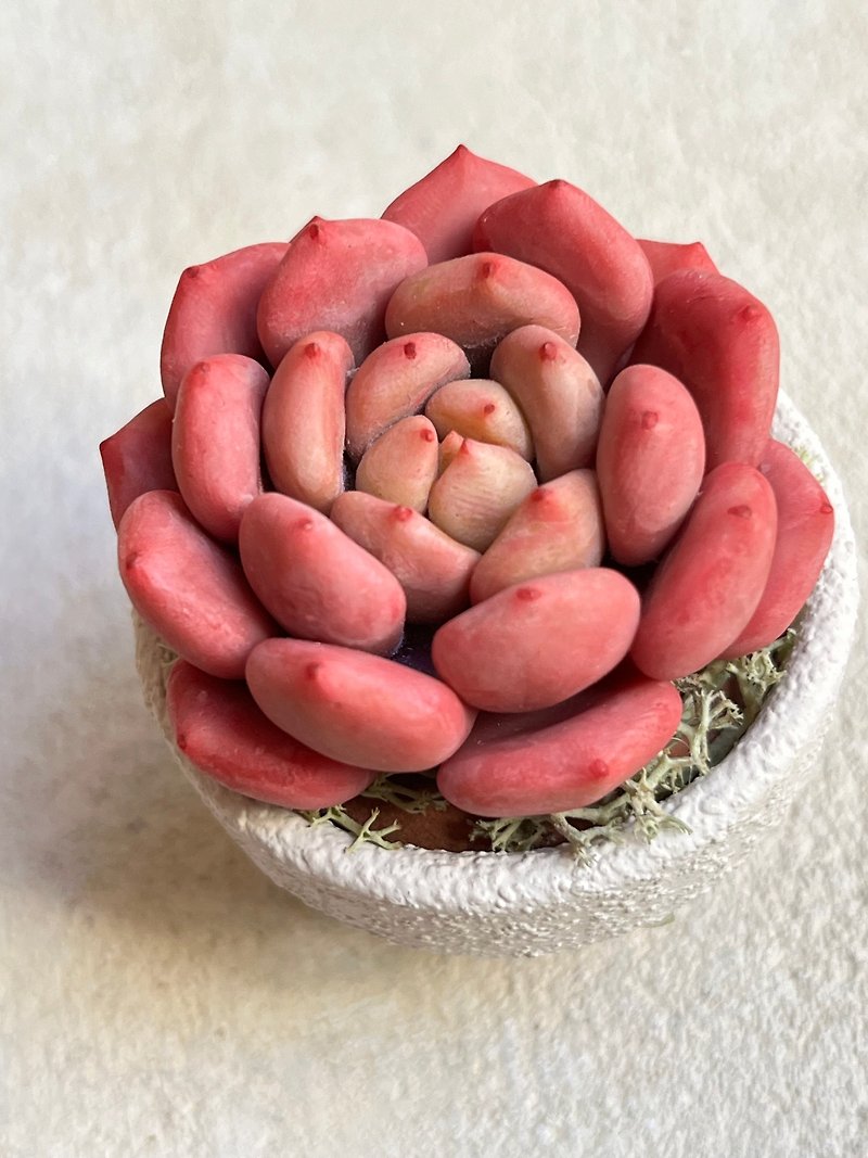 Claysucculent in tiny pot    B - Items for Display - Clay 