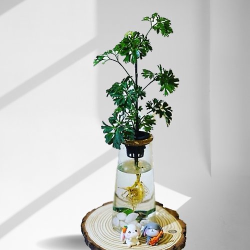 蕨美植栽 現貨 室內網美植栽懶人水耕植栽-芹葉福祿桐+高直透明玻璃瓶