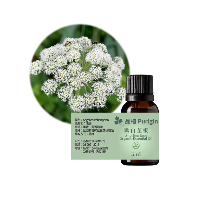 Planting Purigin Angelica Root EU Organic Essential Oil - น้ำหอม - น้ำมันหอม 