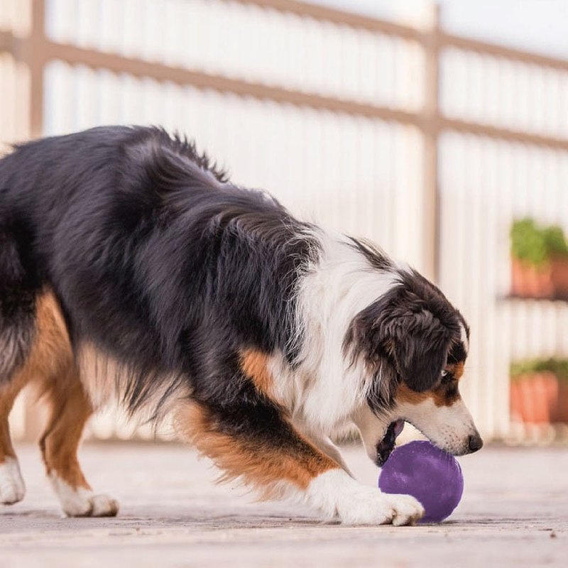 [Planet Dog USA] Interactive puzzle ball (3 colors) food hiding pet toy - ของเล่นสัตว์ - พลาสติก 