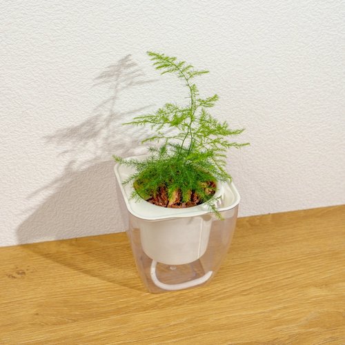 巧繪網植物館 文竹 免澆水方形盆栽 室內植物 觀葉植物 禮物盆栽 辦公室