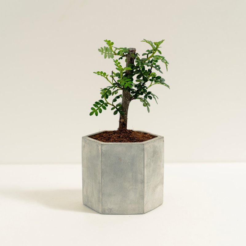 胡椒木│泥作系列│福所栽 - 植栽/盆栽 - 水泥 綠色