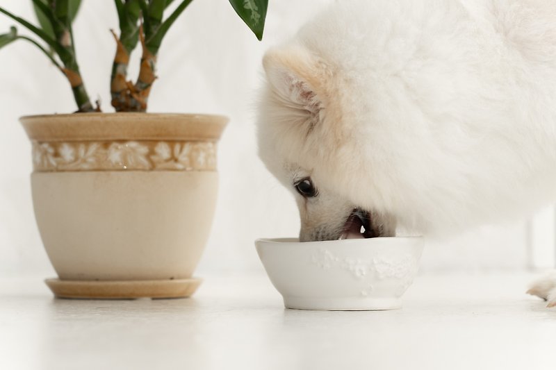 Modern white pet bowl, Cat bowl,Dog bowl,Puppies bowl,Food bowl - ชามอาหารสัตว์ - ดินเผา ขาว