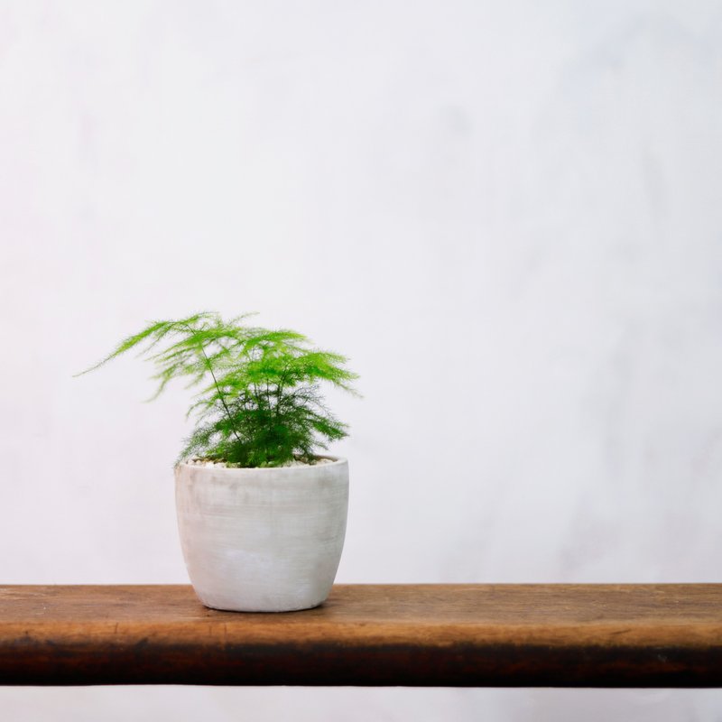 【室內盆栽】文竹 盆栽 觀葉植物 綠化盆栽 植栽 送禮 - 盆栽/植栽 - 植物．花 綠色