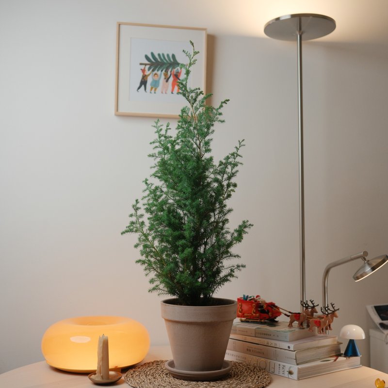 Cedar/Christmas tree/with decorations - Plants - Plants & Flowers 