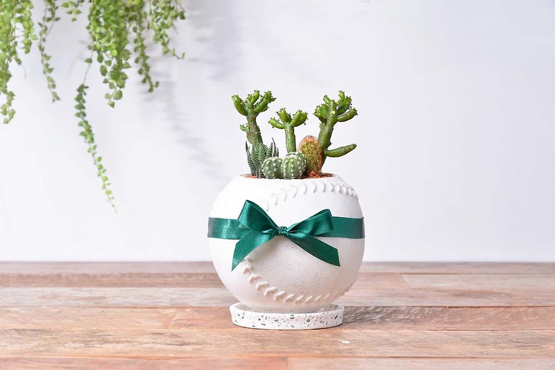 Baseball soul Daddy | sports goods shop gift fleshy pot - Plants - Plants & Flowers Green