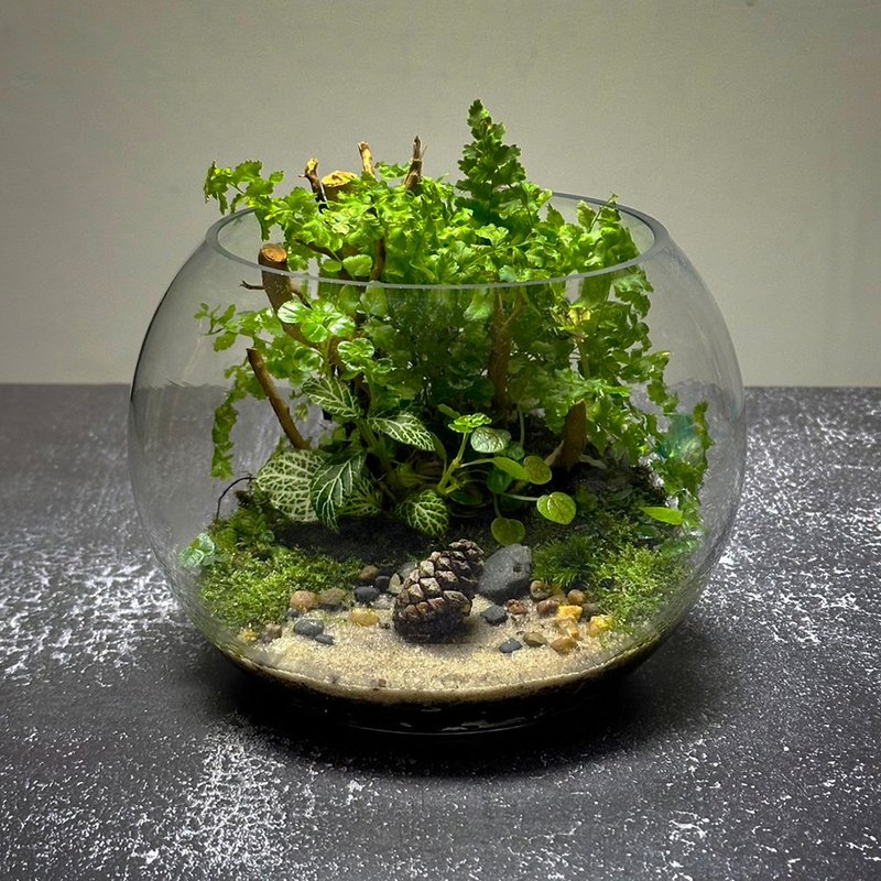新品上市 松籟傳喜/ 手作微景觀生態缸 - 植栽/盆栽 - 植物．花 