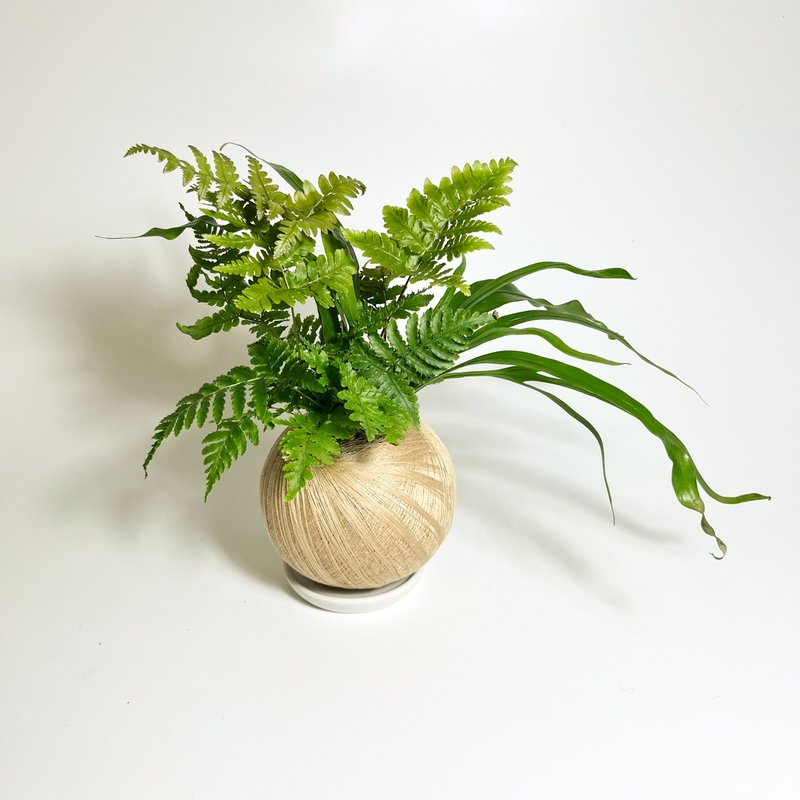 紅蓋鱗毛蕨 雙品組合植栽苔球 - 盆栽/植栽 - 植物．花 