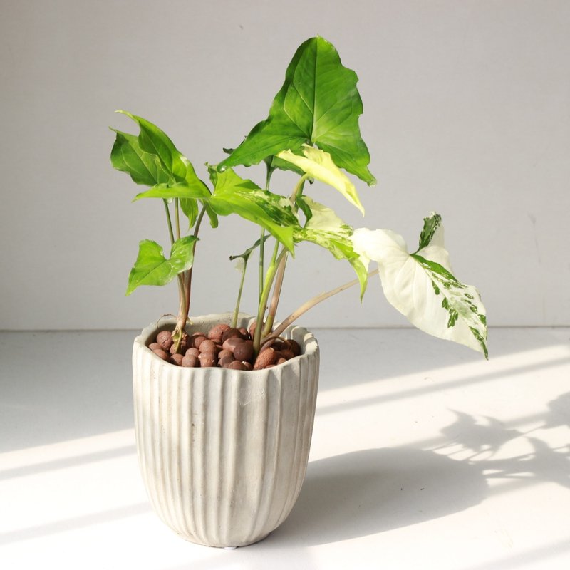 Planting Potted Plants l Marble Alocasia Amazing White Spot Indoor Plants Office Potted Plants - Plants - Cement 