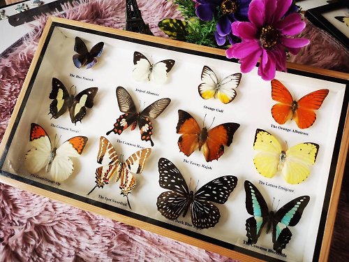 cococollection Real Mix 12 Butterfly Insect Taxidermy In Box Wood Frame Display Home Decor