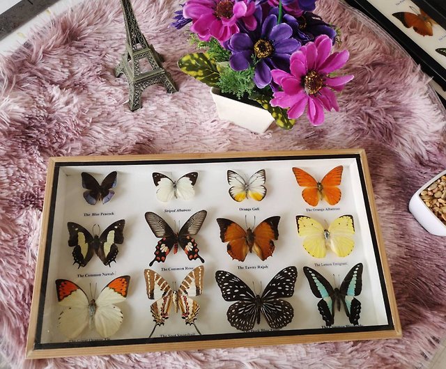 LUXURY REAL 13 MIX BEAUTIFUL BUTTERFLY IN FRAME DISPLAY INSECT TAXIDERMY 