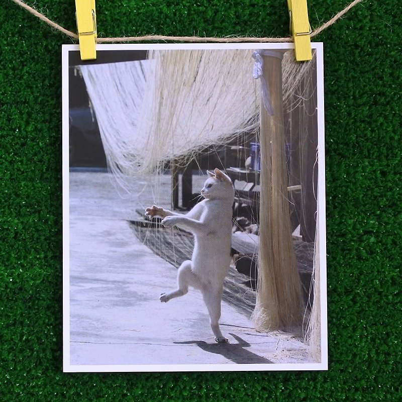 3猫屋猫写真ポストカード（写真：猫夫人）–風と共に踊る - カード・はがき - 紙 