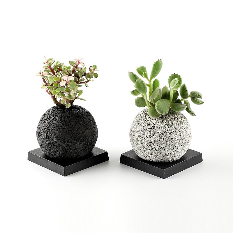 【TanCaoHua】 Multi-pot/Deodorizer/Meat Planting No Plants/New Home Gift/ - Plants - Other Materials Black