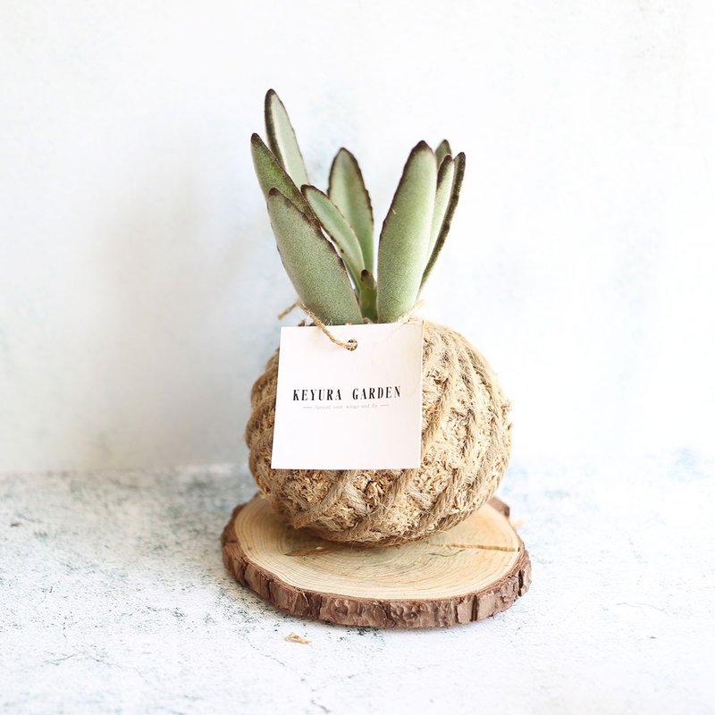 現貨 PD19 黑兔耳 小苔球 聖誕節 交換禮物 聖誕禮物 綠化空間 - 盆栽/植栽 - 植物．花 