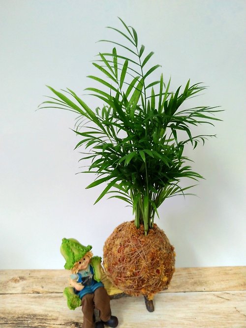 LuYiLife 綠藝生活 居家幸福苔球 苔玉 智利原色水苔 五行幸運植物 袖珍椰子