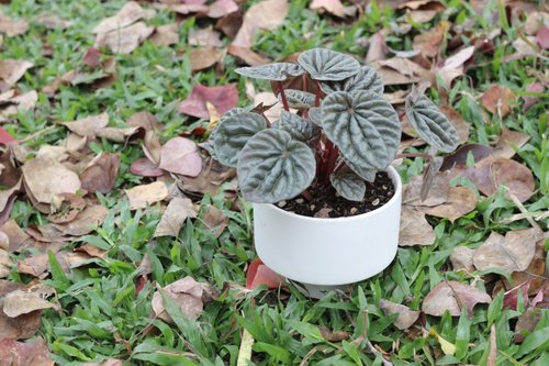 植物蔓蔓 l 水培植栽專賣 土培植栽│皺葉椒草 室內植物 辦公室盆栽 店內佈置 送禮