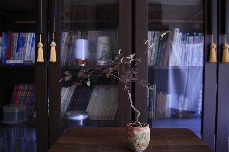 Taiwan nandina l small moss pot indoor planting gift for elders - Plants - Plants & Flowers 