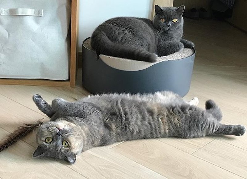KOGONGCAT cat scratching bed-multifunctional cat bed (charcoal ink) - ที่นอนสัตว์ - กระดาษ สีดำ