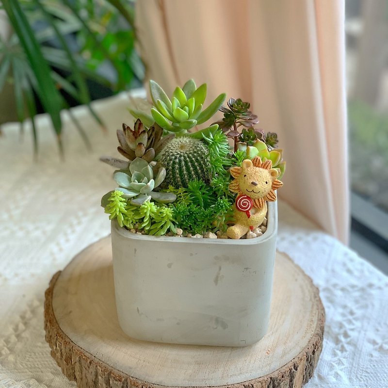 -Opening Ceremony-Cement succulent basin-small square model.New home completed. - ตกแต่งต้นไม้ - พืช/ดอกไม้ สีเขียว