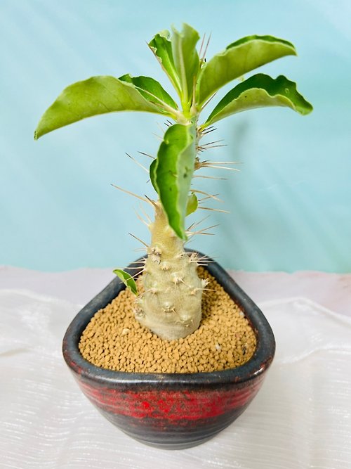 Pachypodiumsaundersii塊根多肉植物 - ショップ LUCKY CAT 観葉植物