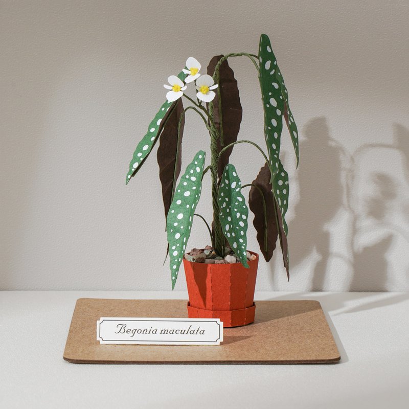 DIY Kit - Forever Green - Begonia maculata | 9028407 GREENFUL LIFE - งานไม้/ไม้ไผ่/ตัดกระดาษ - กระดาษ 