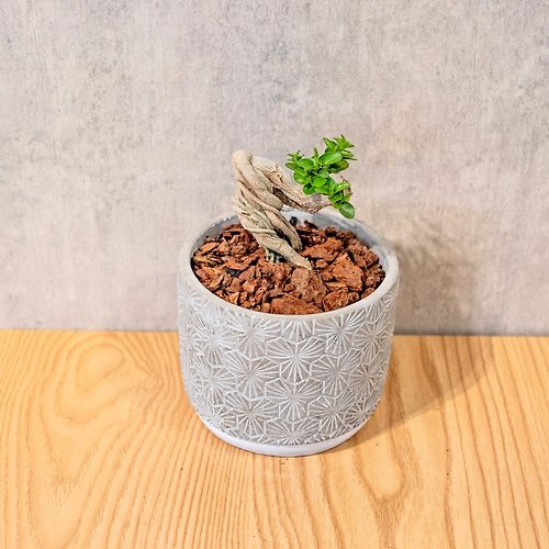 巧繪網植物館 壽娘子 5寸水泥盆三葉草紋圖形風格 桌上型室內植物推薦