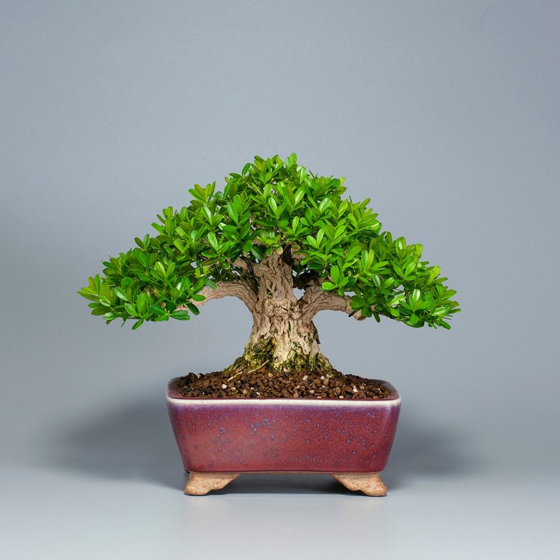 【空間擺設】精品盆栽 送禮推薦 雅緻生活 - 植栽/盆栽 - 植物．花 