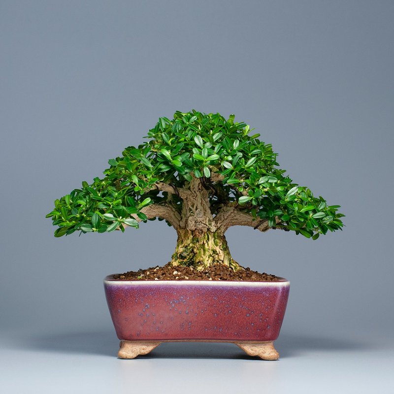 【空間擺設】精品盆栽 送禮推薦 雅緻生活 - 盆栽/植栽 - 植物．花 