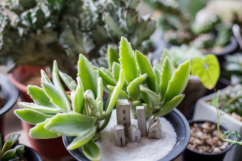 [Drizzle Handmade Workshop] House Community-Group of Five - Plants - Cement Gray