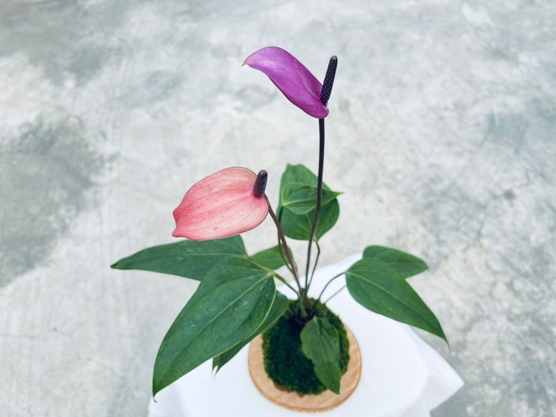 香妃火鶴蓮 l 植物苔球 長輩送禮 禮物 室內植栽 開幕盆栽 - 盆栽/植栽 - 植物．花 