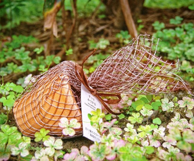 Terracotta Garden 陶盆雜貨植栽盆器/ 四葉草幸運草- 設計館聖新陶芸